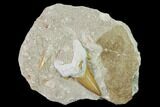 Otodus Shark Tooth Fossil in Rock - Eocene #135853-1